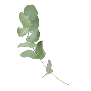 Eucalyptus