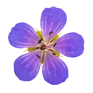 Geranium