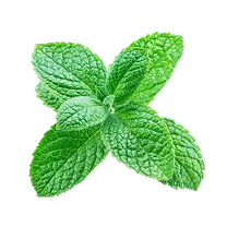 2% Menthol