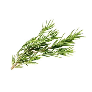 Rosemary